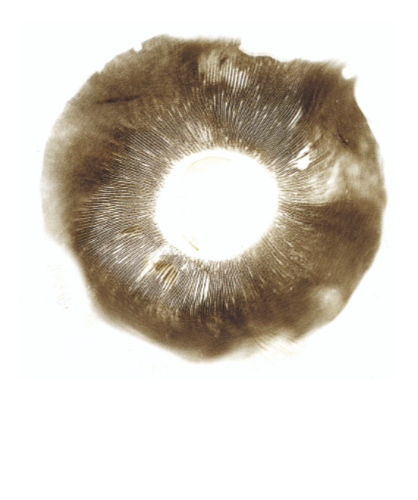 Ein Pilz-Sporenabdruck auf Papier
